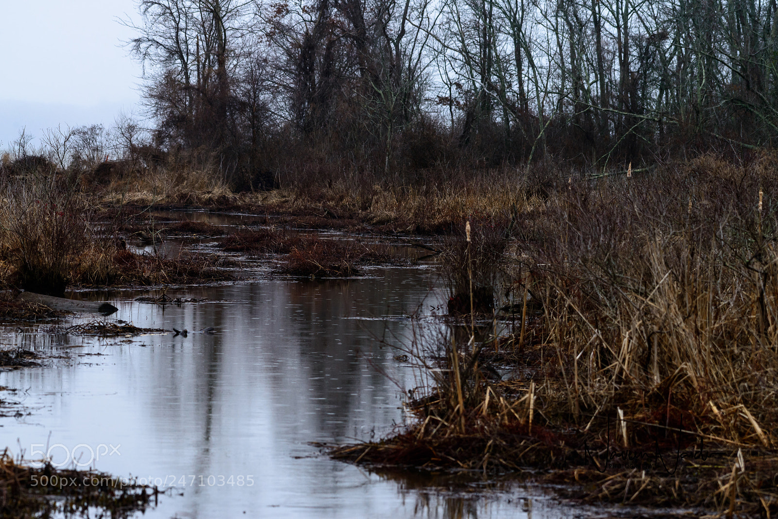 Nikon D800 sample photo. Marsh photography