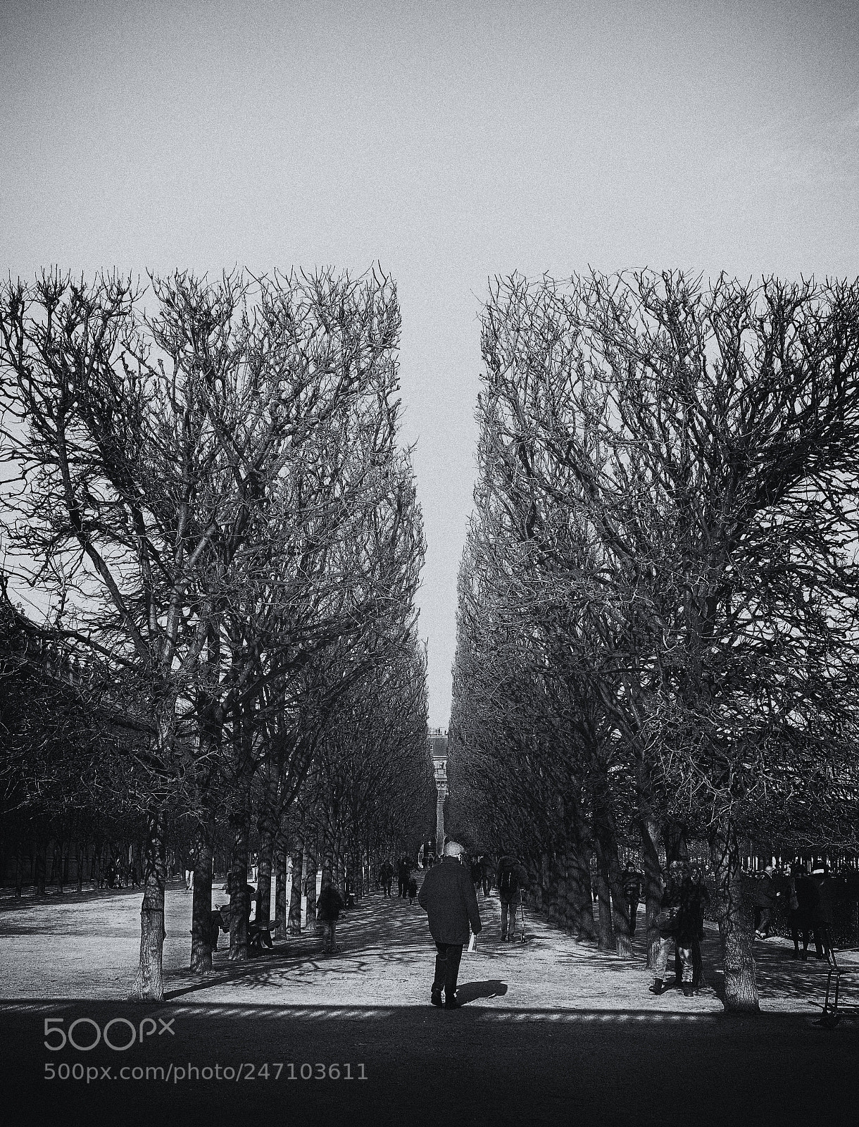 Sony a7 II sample photo. Tree trim photography