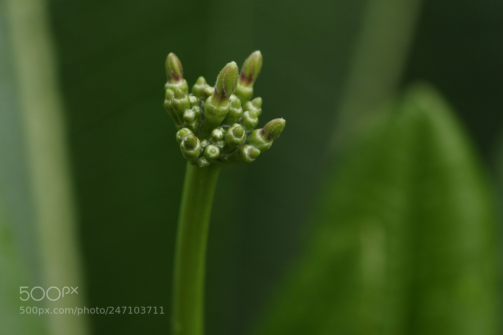 Canon EF-S 55-250mm F4-5.6 IS II sample photo. Tiny buds photography