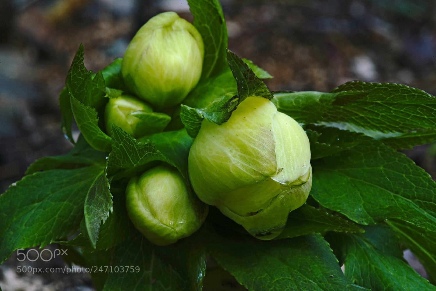 Sony a7R II sample photo. Yellow hellebores photography