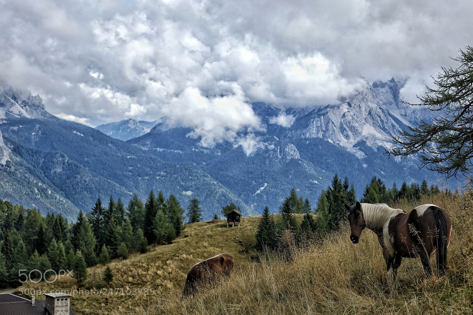 Sony Cyber-shot DSC-RX10 sample photo. Wild photography