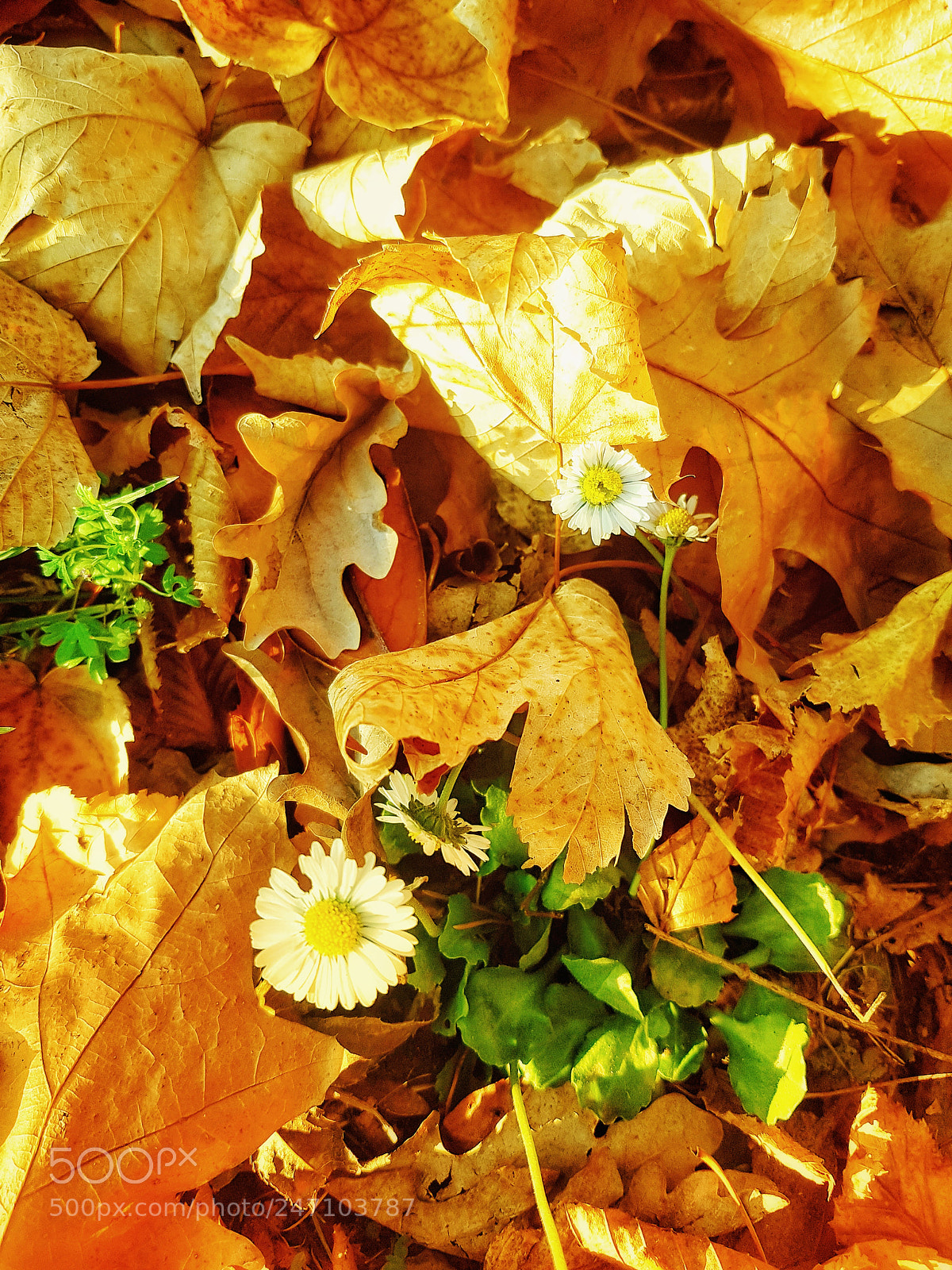 Samsung Galaxy S7 sample photo. Goldener herbst photography