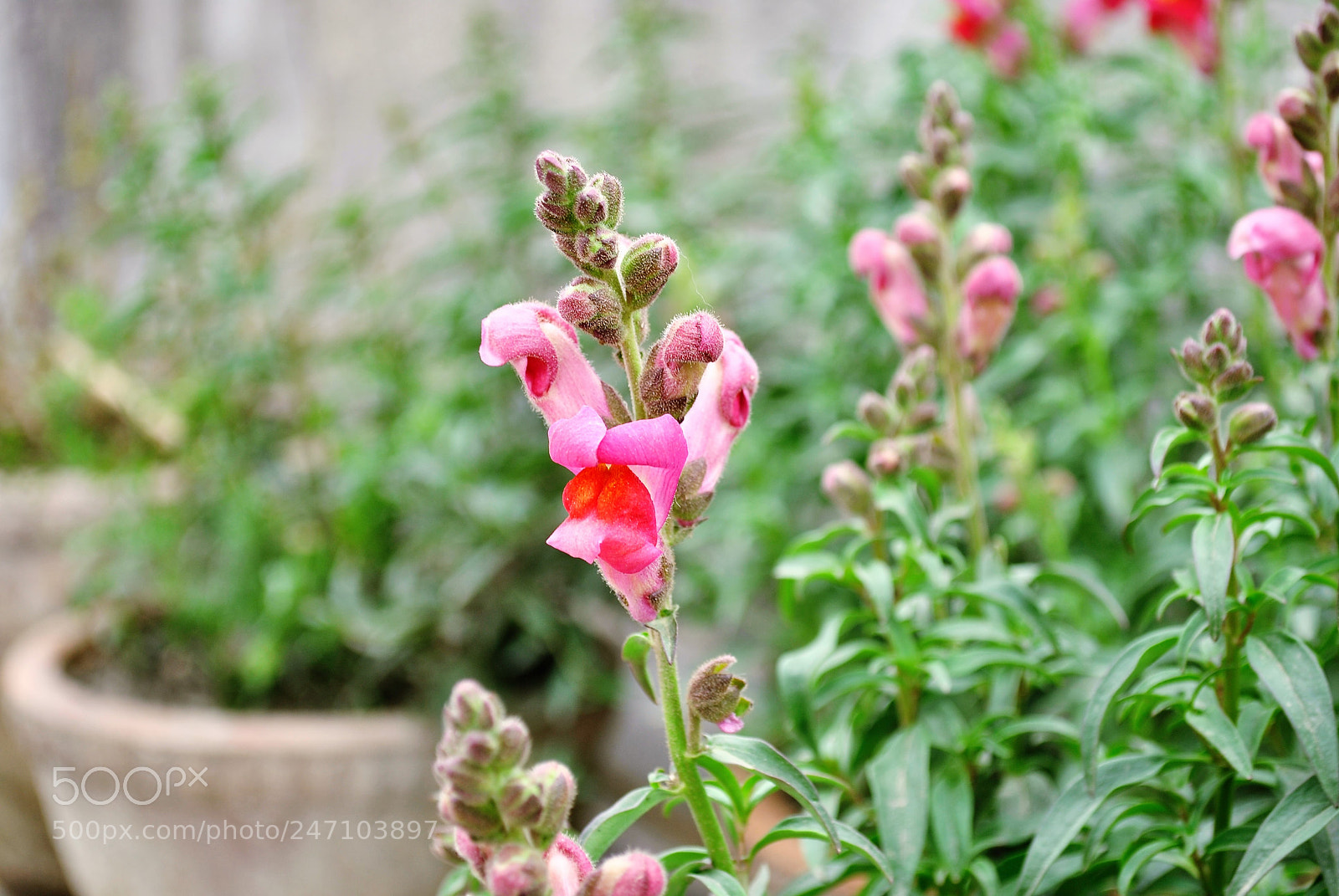 Nikon D3000 sample photo. Flower photography