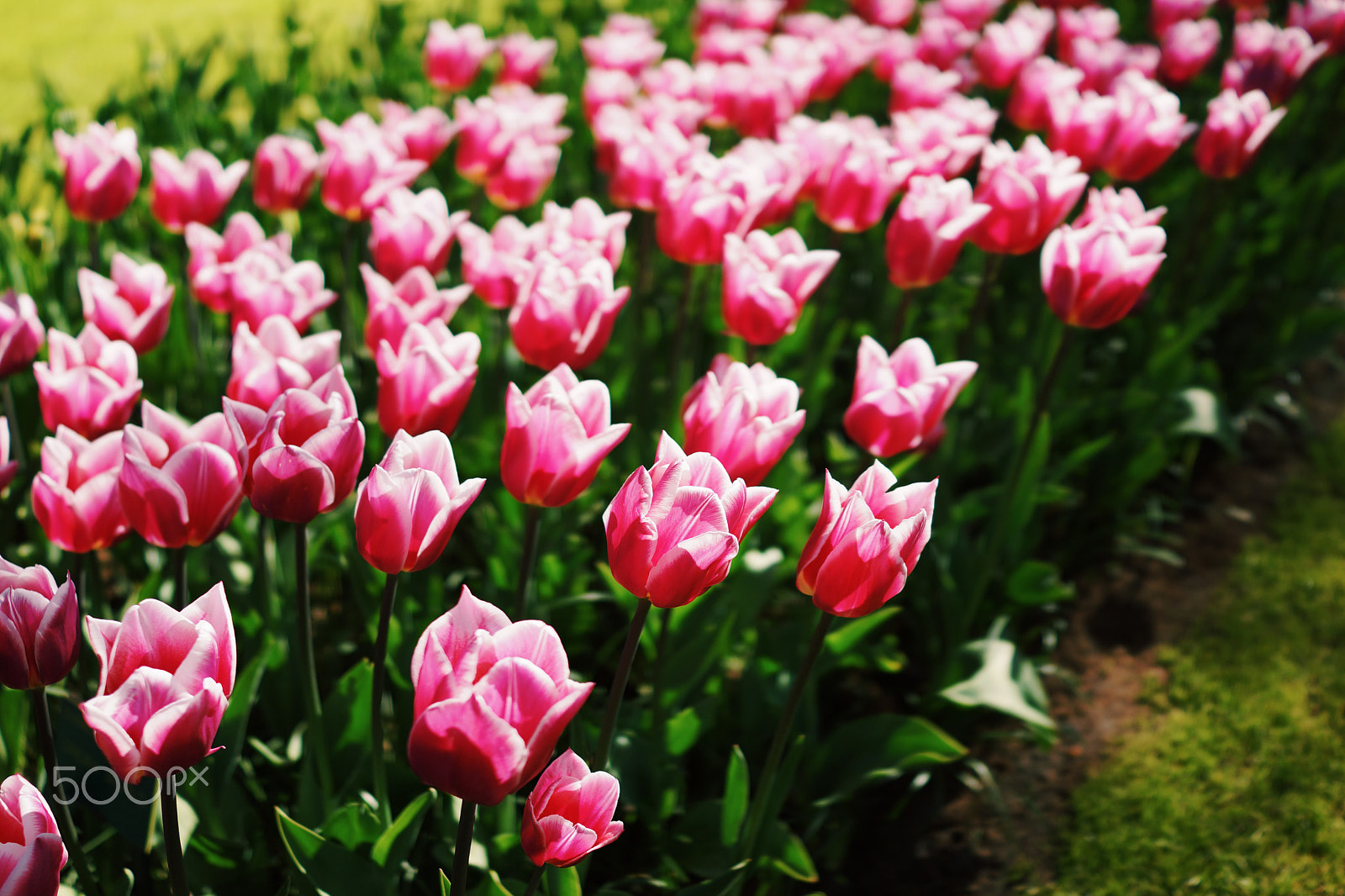Sony Cyber-shot DSC-RX1R sample photo. Tulip photography
