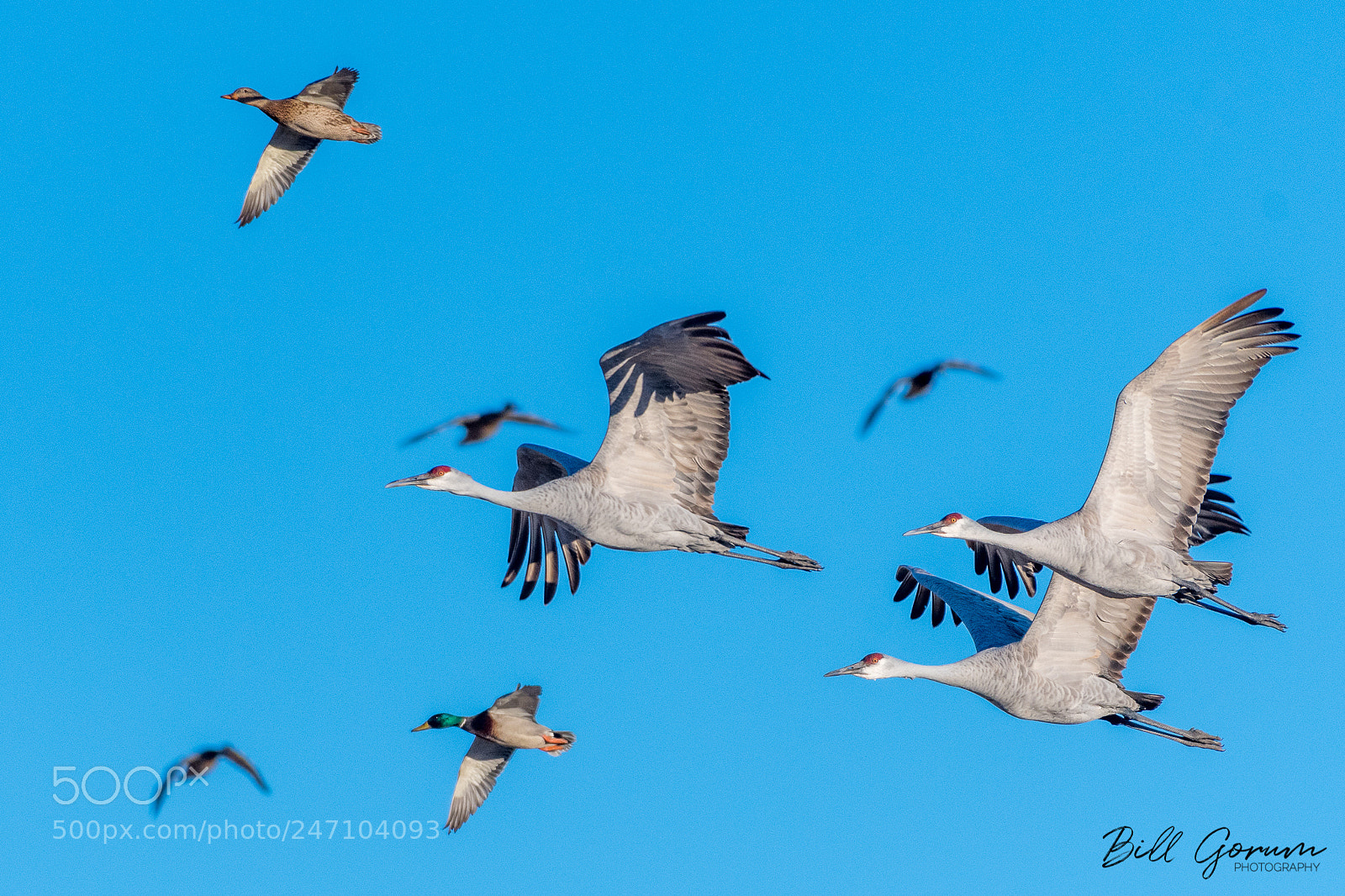 Nikon D500 sample photo. Sandhill cranes and mallards photography