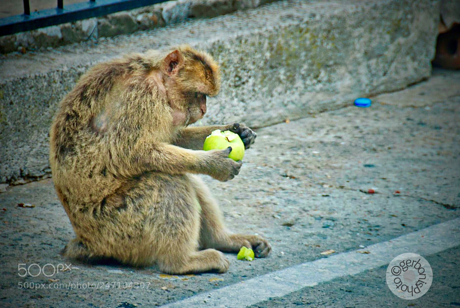 Nikon D80 sample photo. A free monkey on photography
