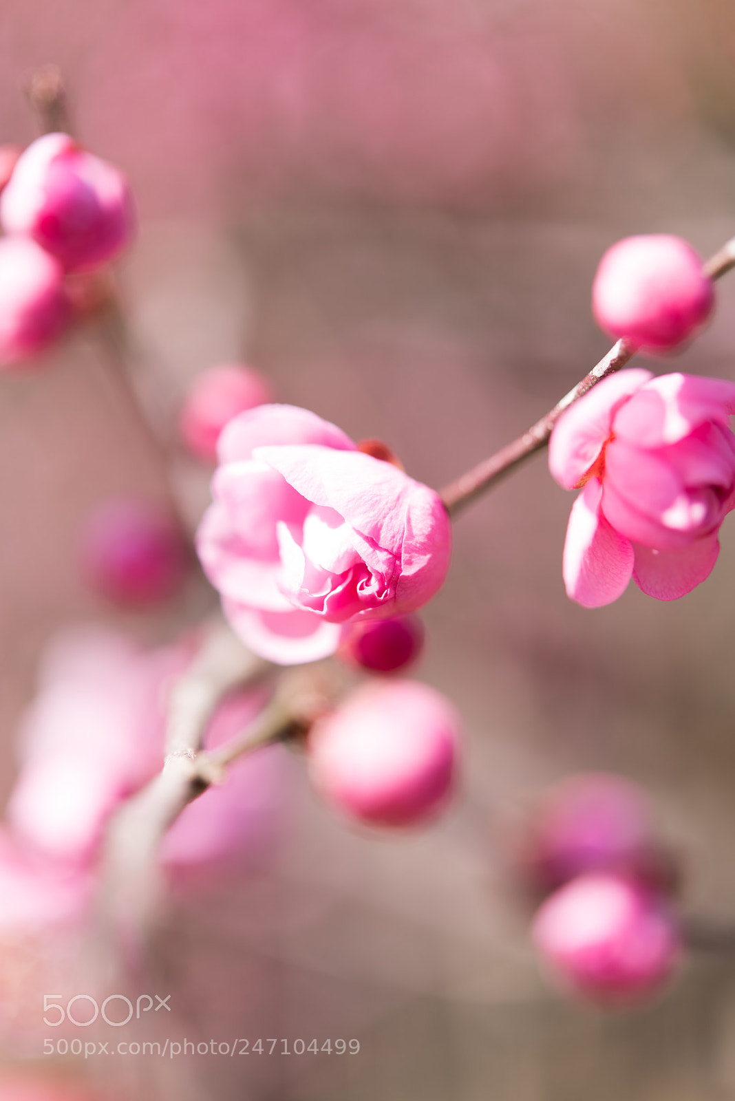 Nikon D810 sample photo. Spring comes photography