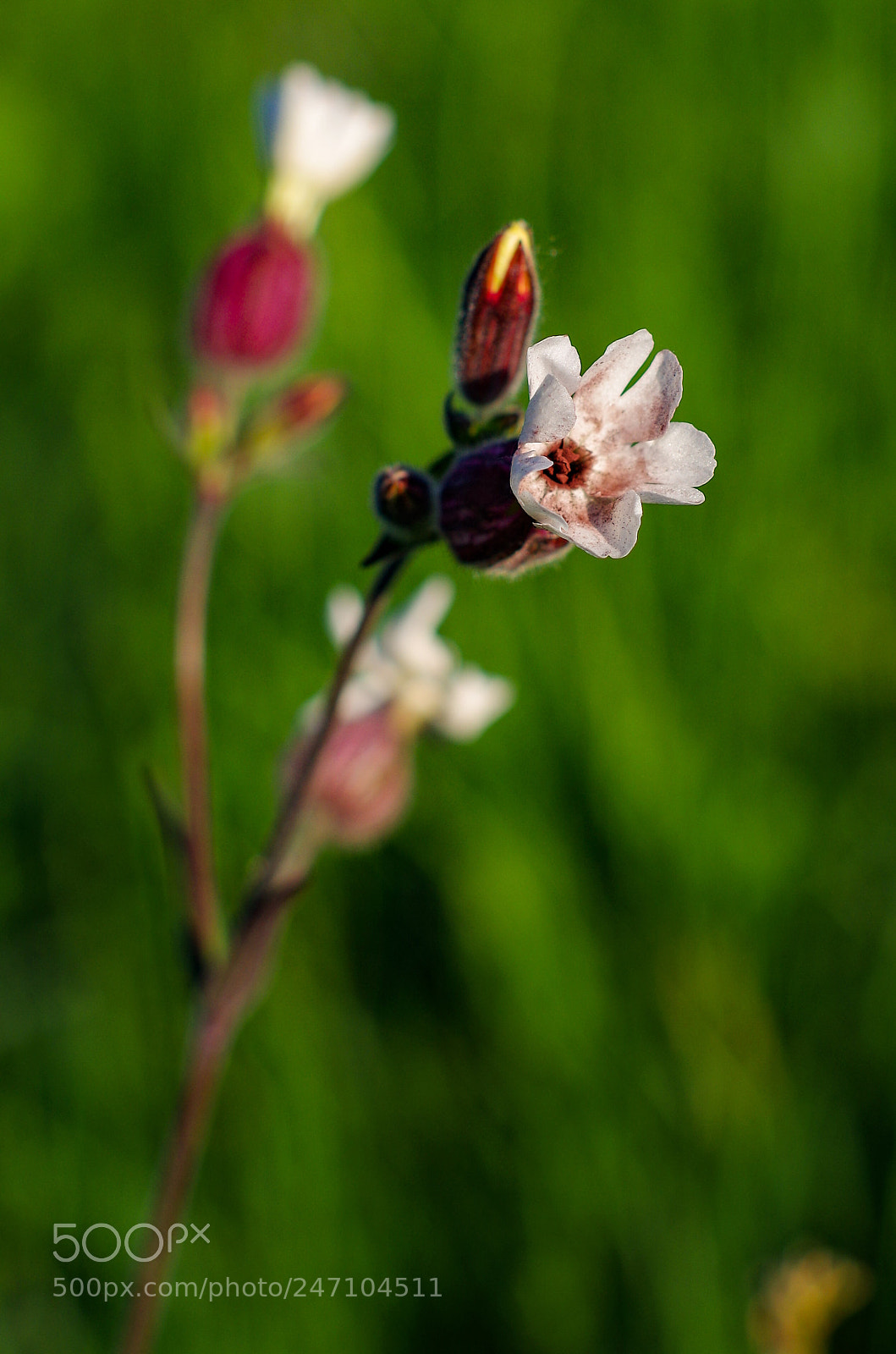 Pentax K-30 sample photo. Fragility photography