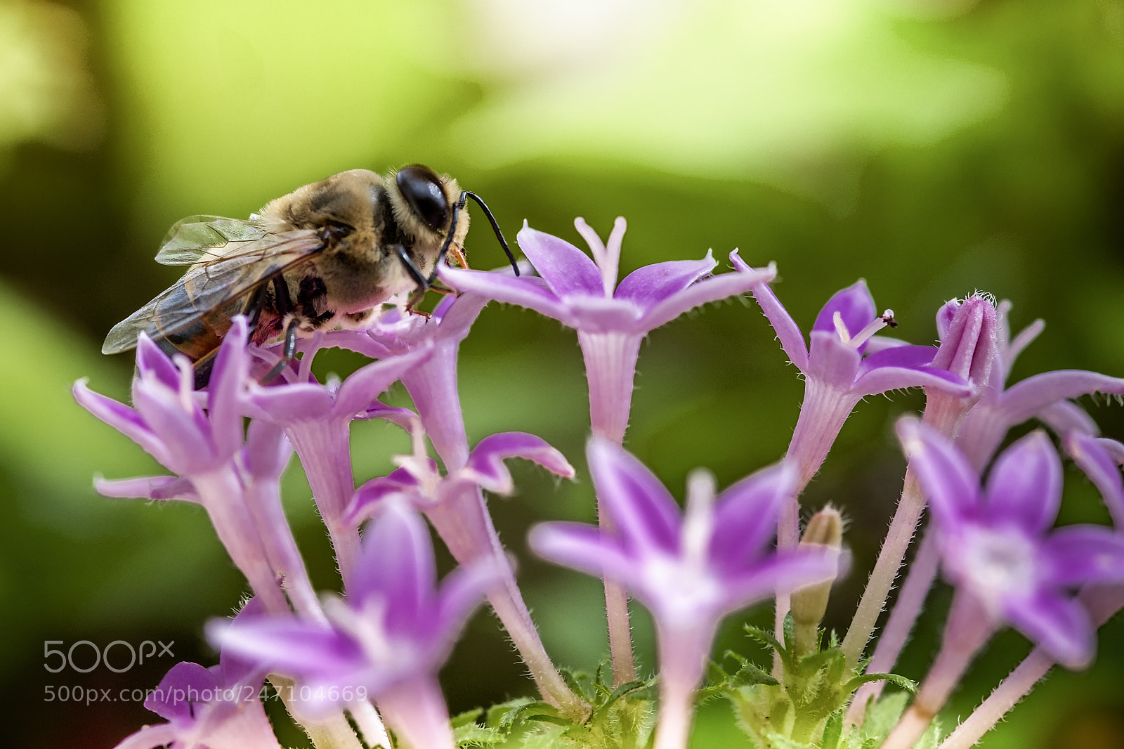 Fujifilm X-T2 sample photo. Bee photography