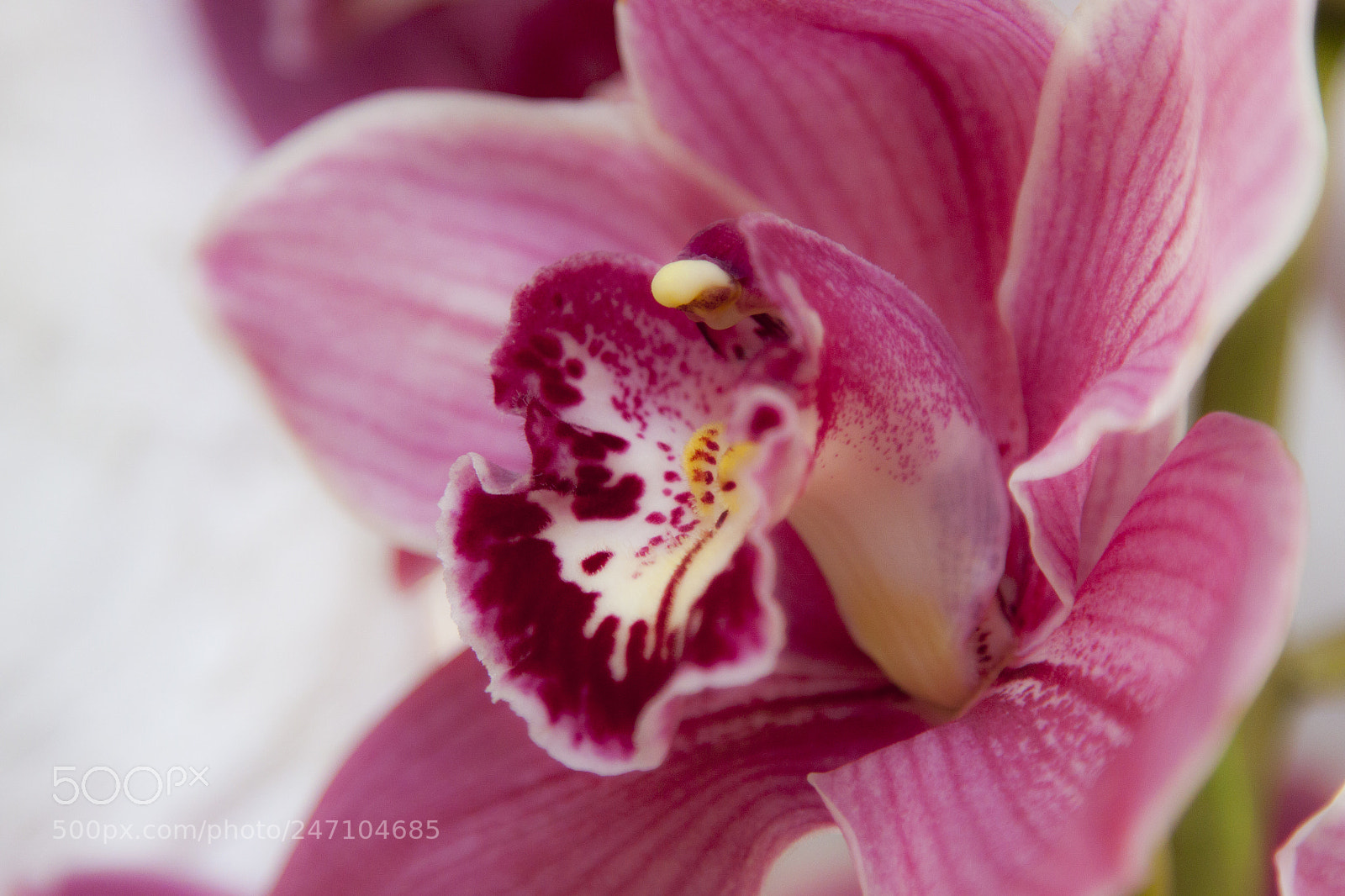 Canon EOS 50D sample photo. Orchid close up photography
