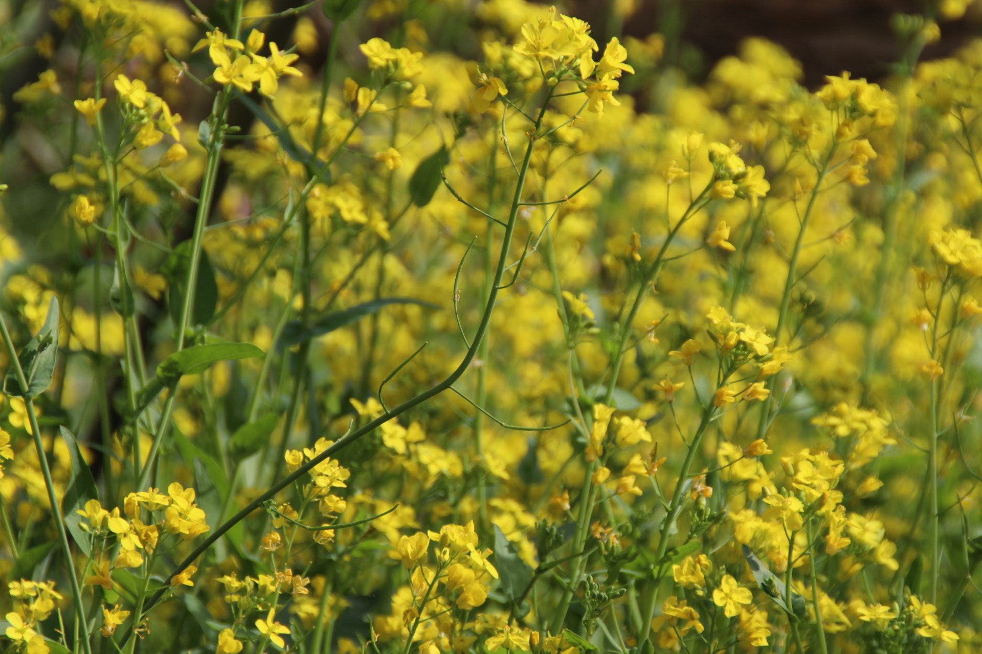 Canon EOS 1200D (EOS Rebel T5 / EOS Kiss X70 / EOS Hi) sample photo. Mustard flowers photography