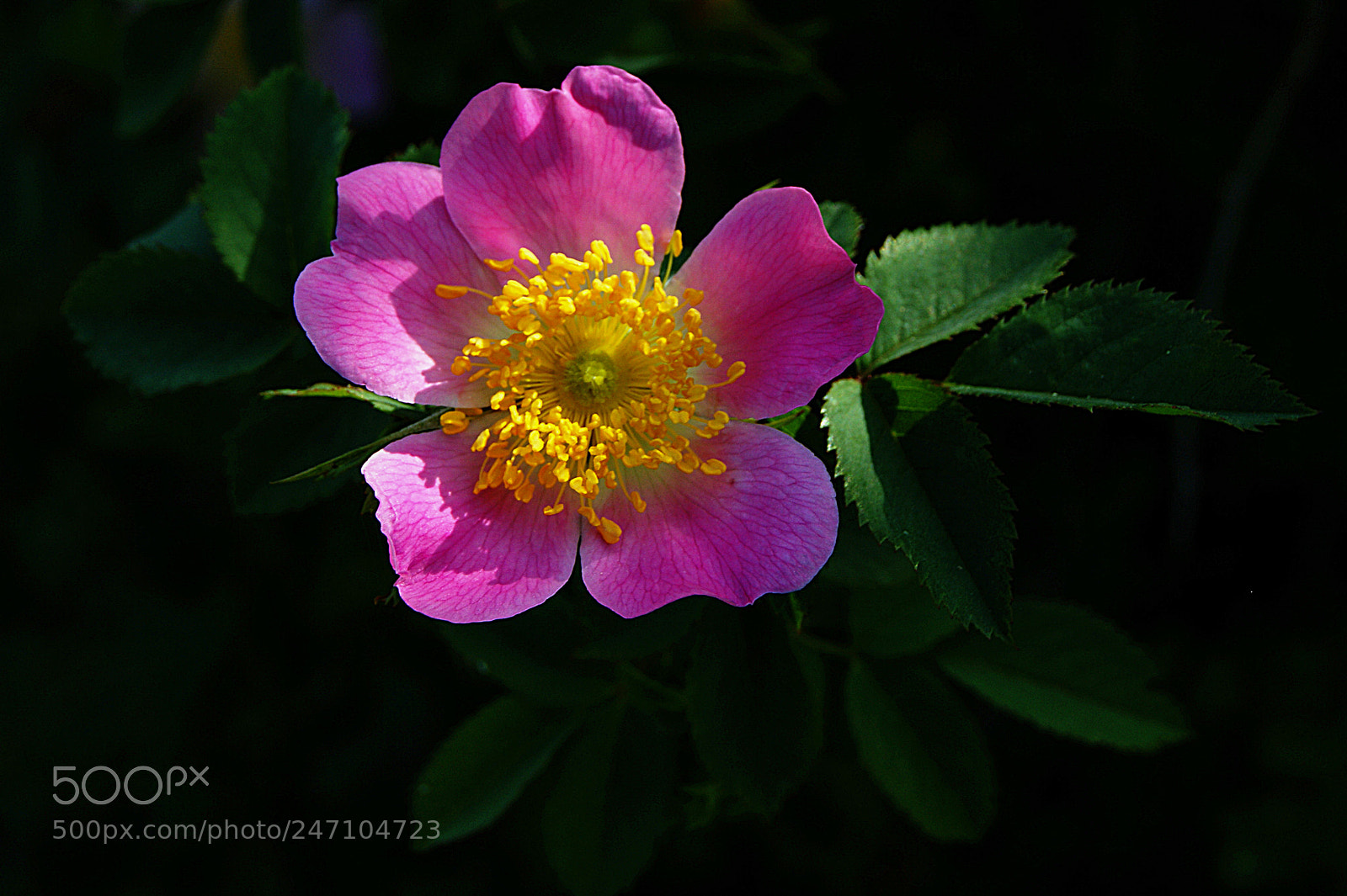 Sony Alpha DSLR-A290 sample photo. Dogrose photography