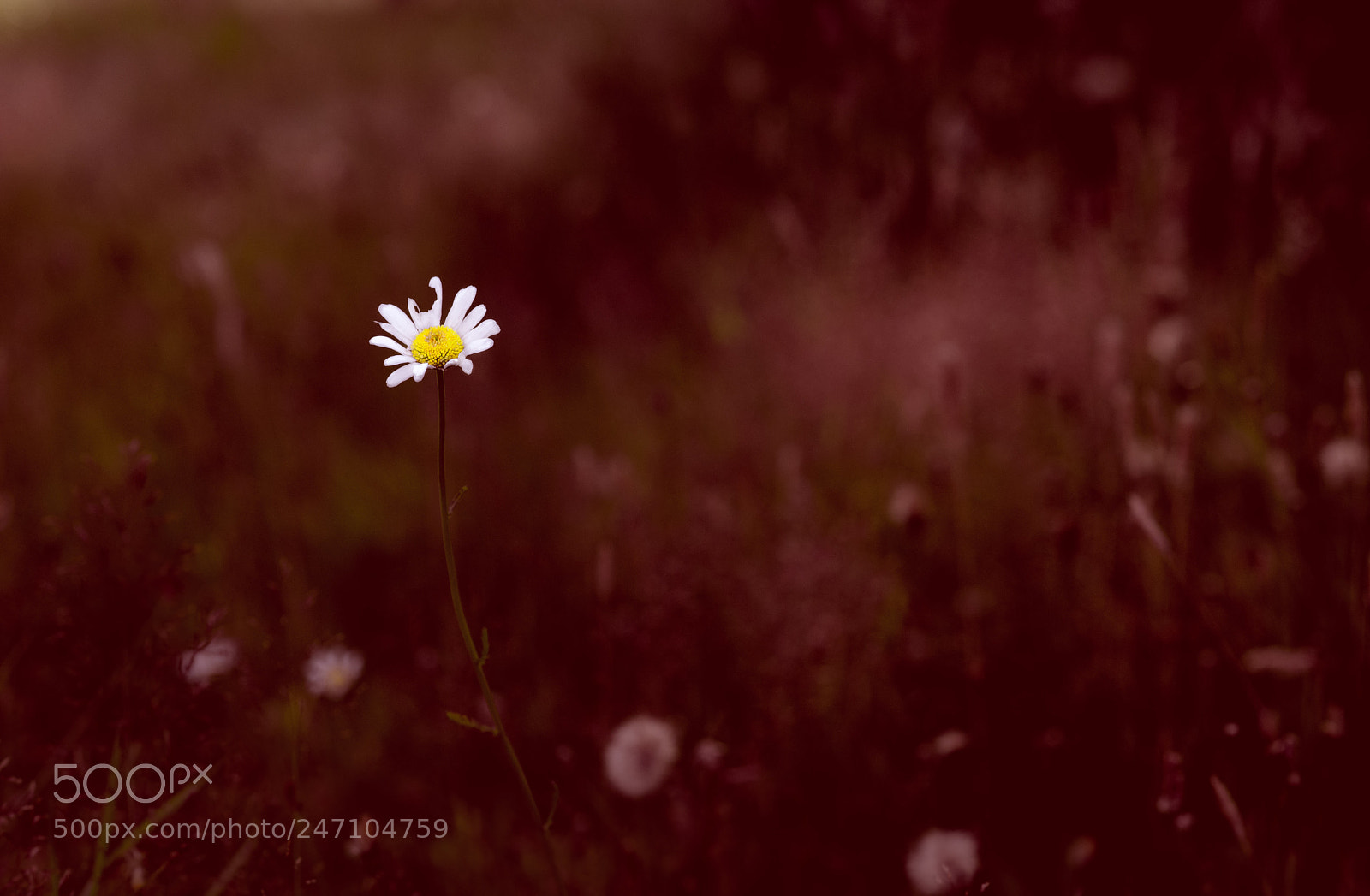 Nikon D610 sample photo. Alone photography
