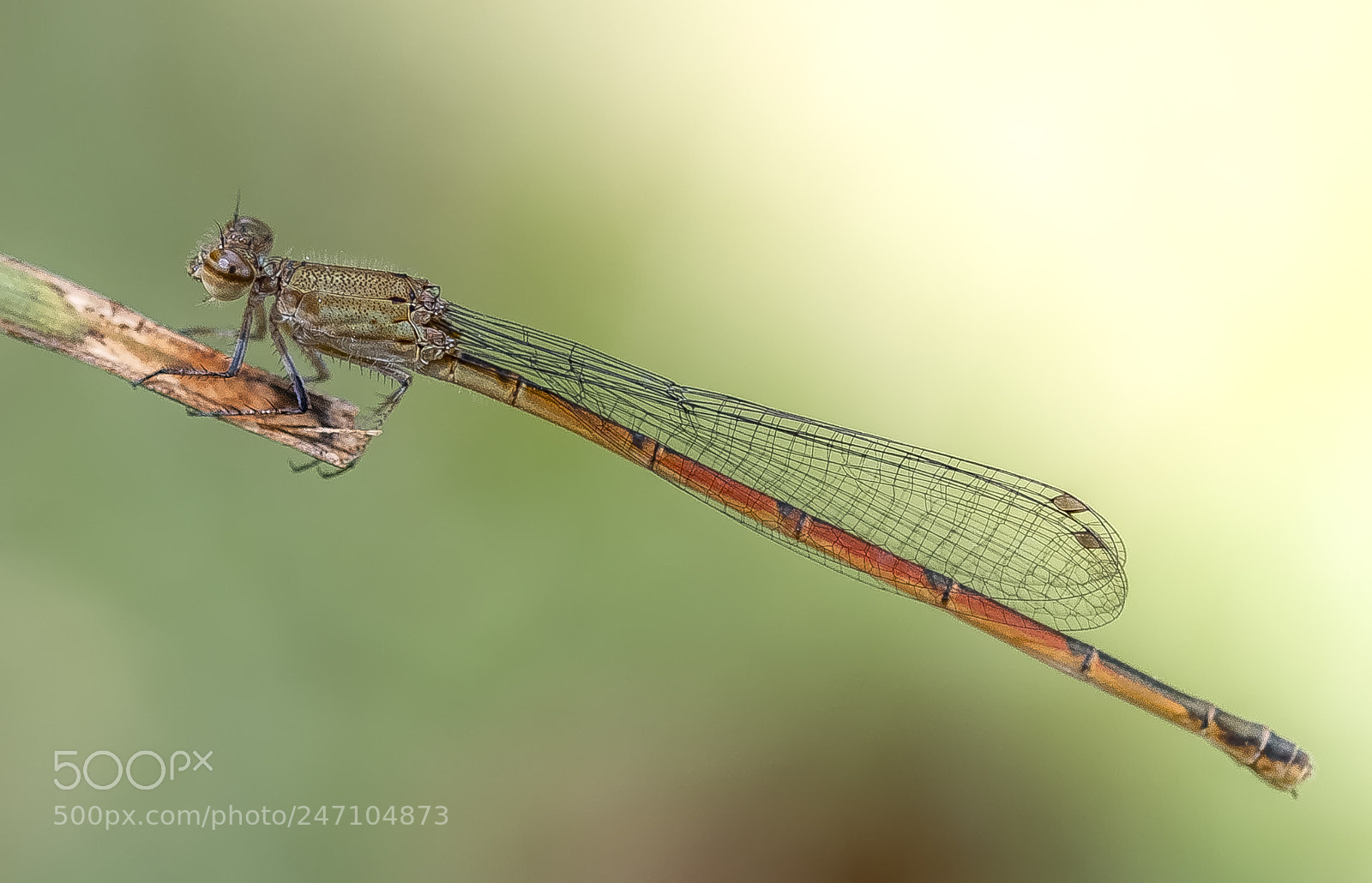 Fujifilm X-T2 sample photo. Dragonfly in the sun photography