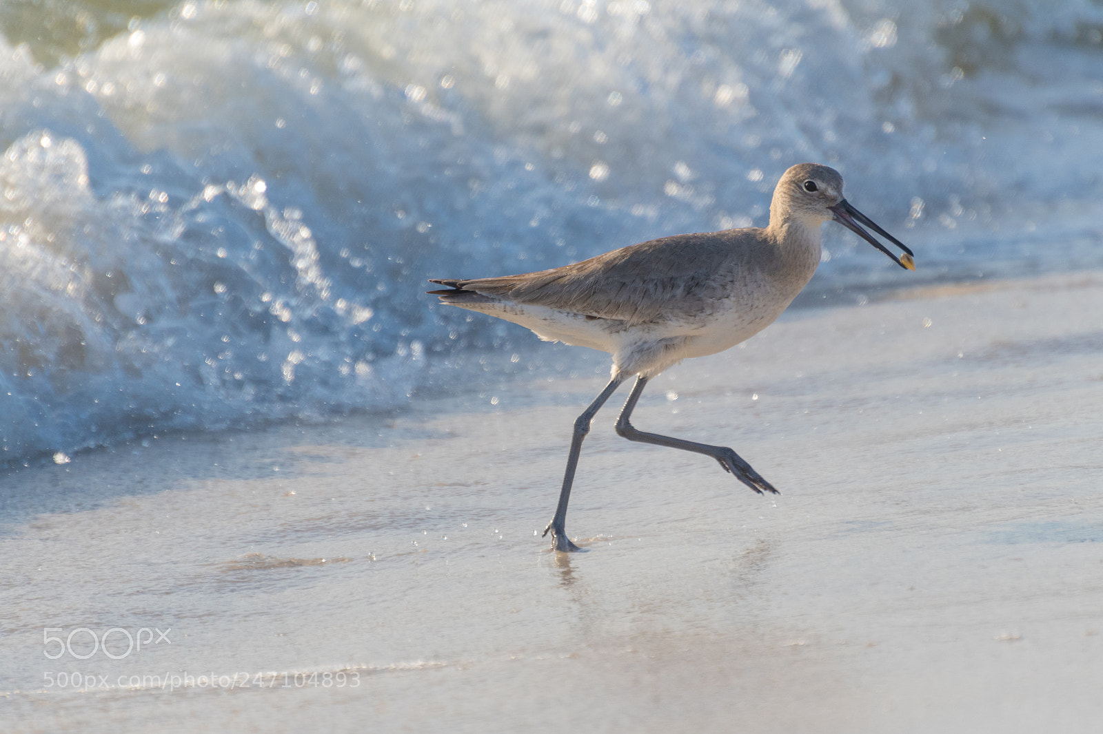 Nikon D500 sample photo. Sandpiper prize photography
