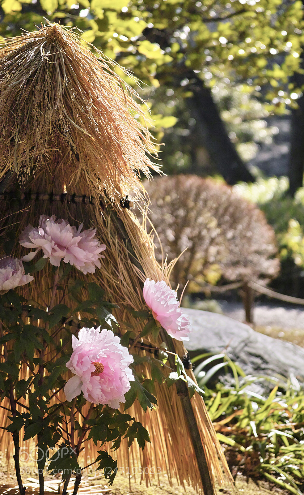 Sigma DP3 Merrill sample photo. Peony photography