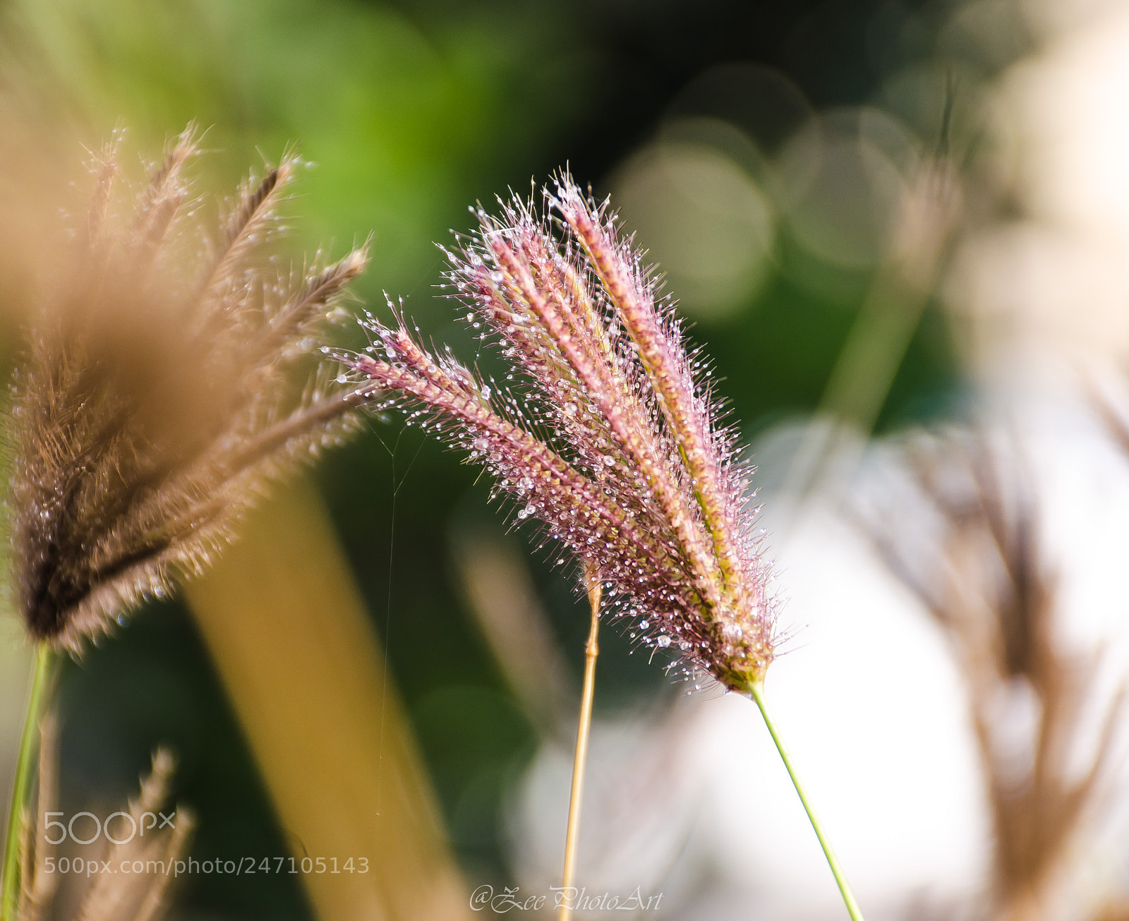 Nikon D5100 sample photo. The wild one photography