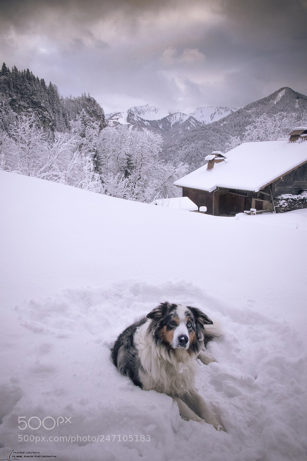 Canon EOS 7D Mark II sample photo. A dog's life photography