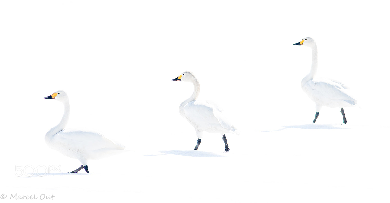 Nikon D500 sample photo. Three swans photography
