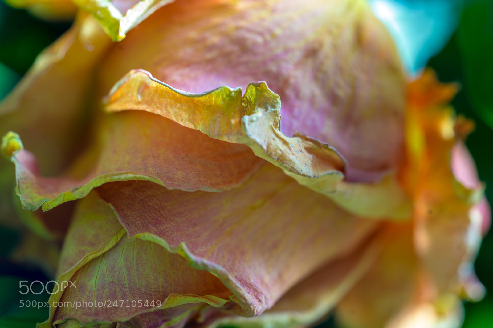 Sony a7 II sample photo. Old flowers 1 photography
