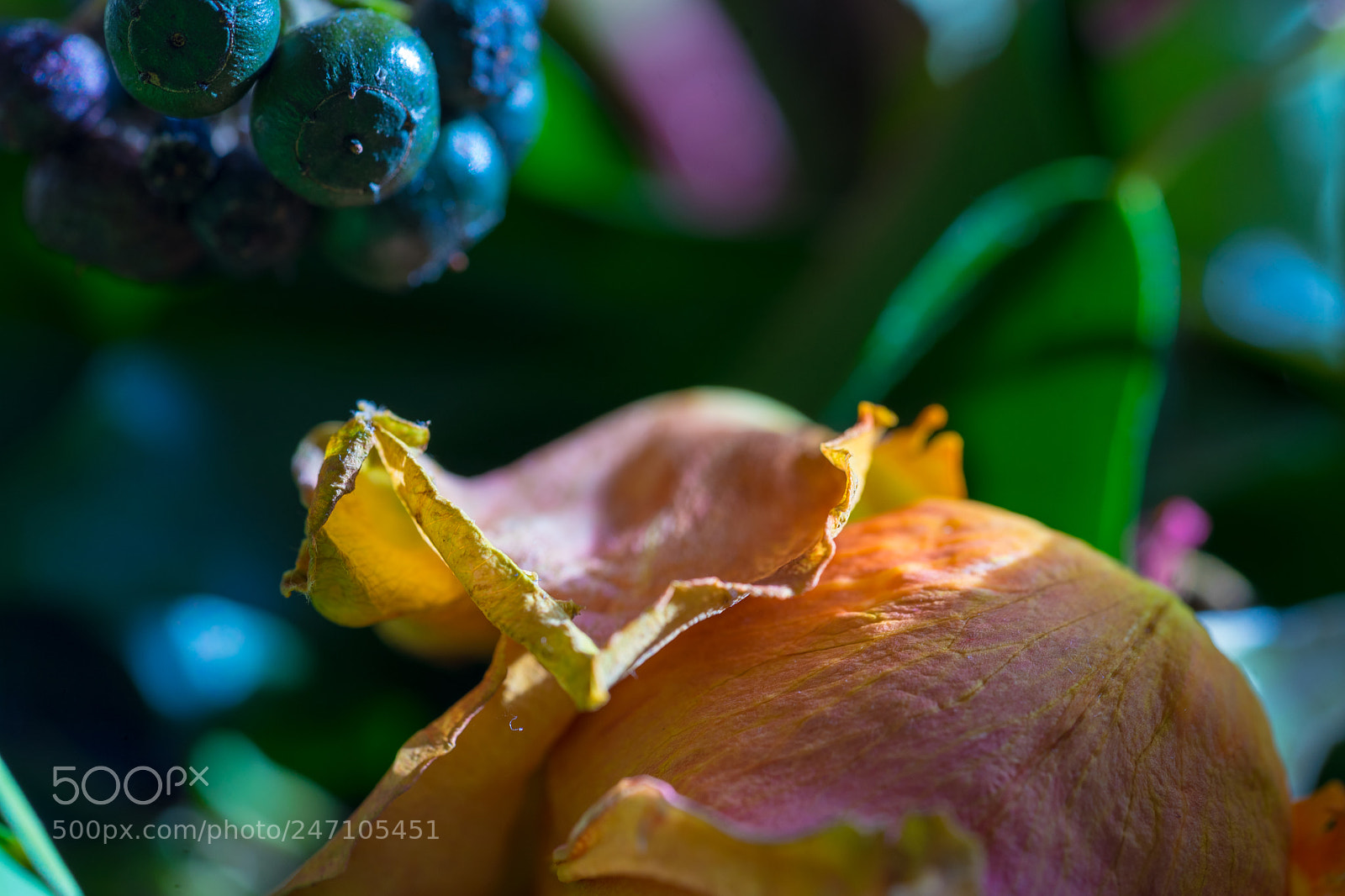 Sony a7 II sample photo. Old flowers 2 photography