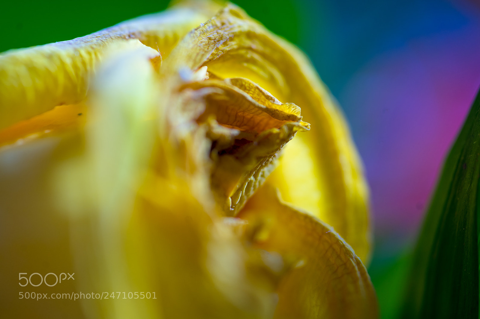 Sony a7 II sample photo. Old flowers 3 photography