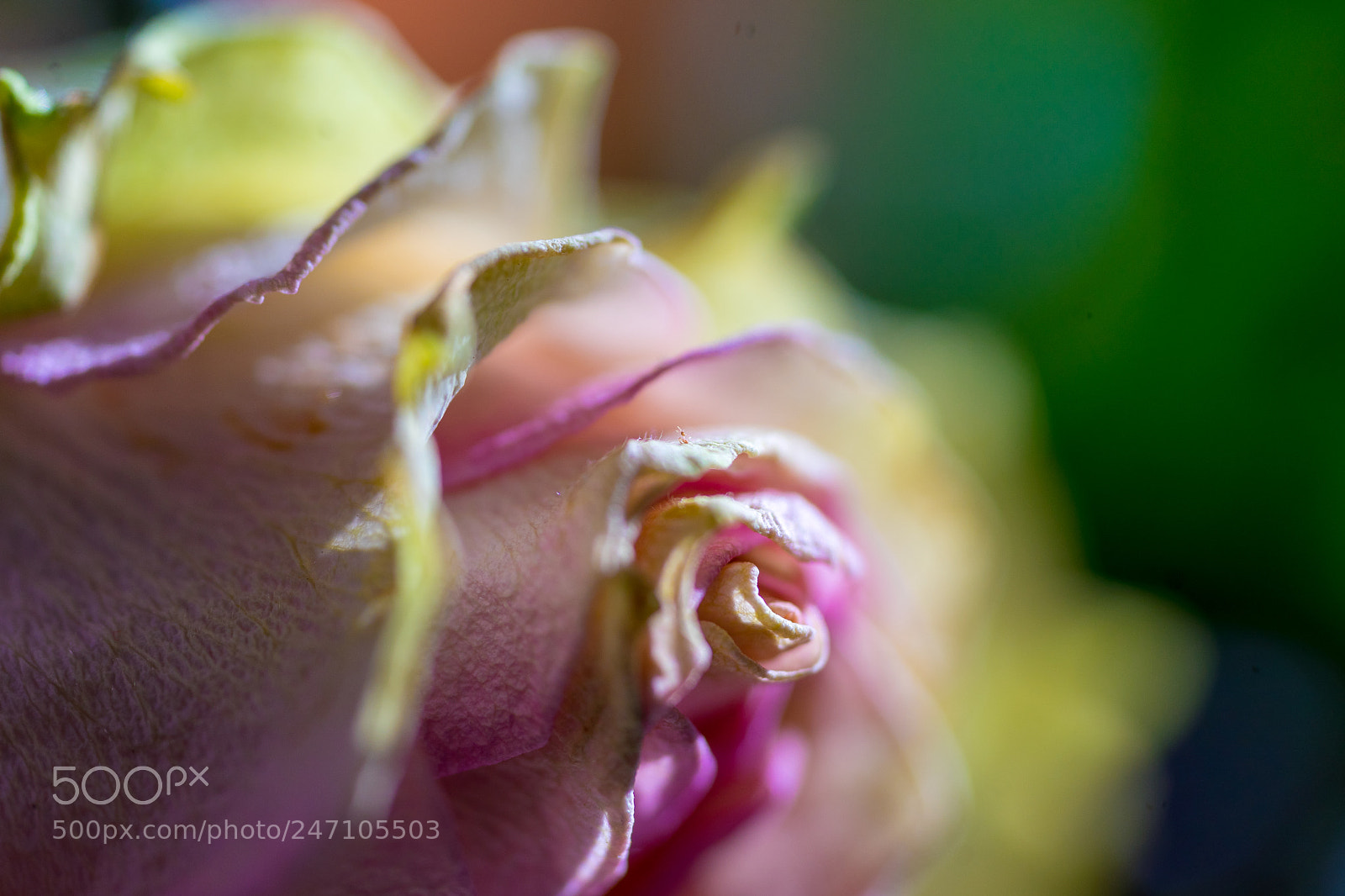 Sony a7 II sample photo. Old flowers 4 photography