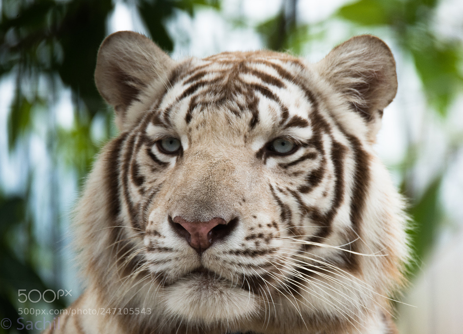 Nikon D810 sample photo. The godfather photography