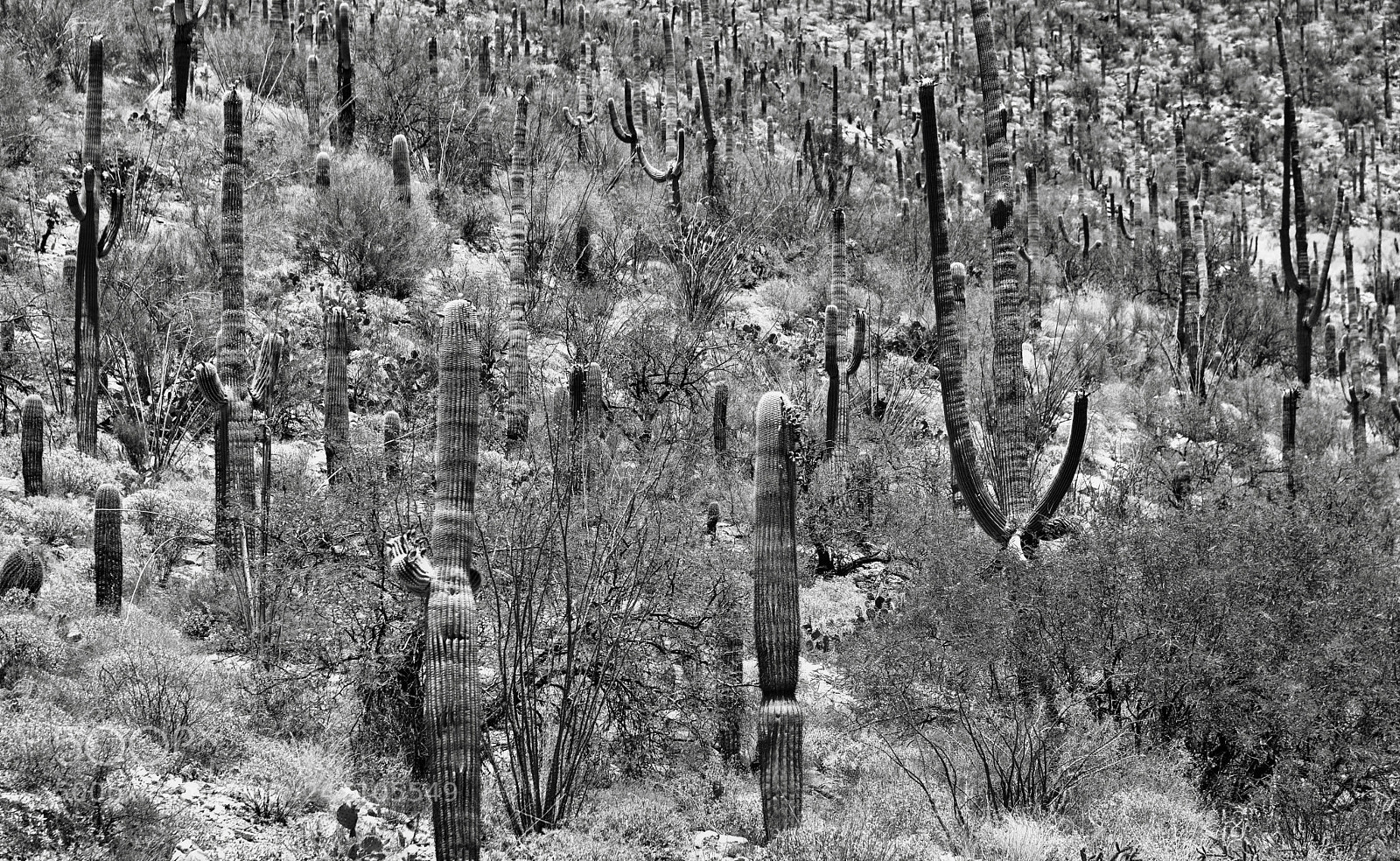 Nikon D800E sample photo. A hillside of saguaro photography