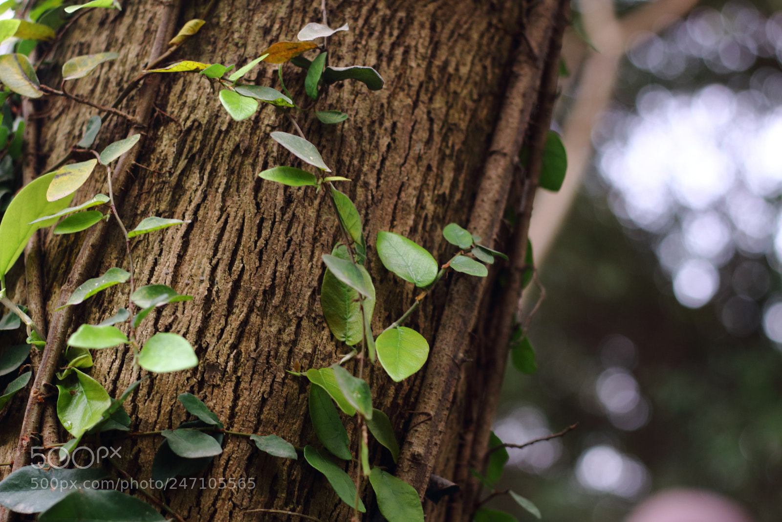 Canon EOS 70D + Canon EF 50mm F1.8 STM sample photo. Leaf photography