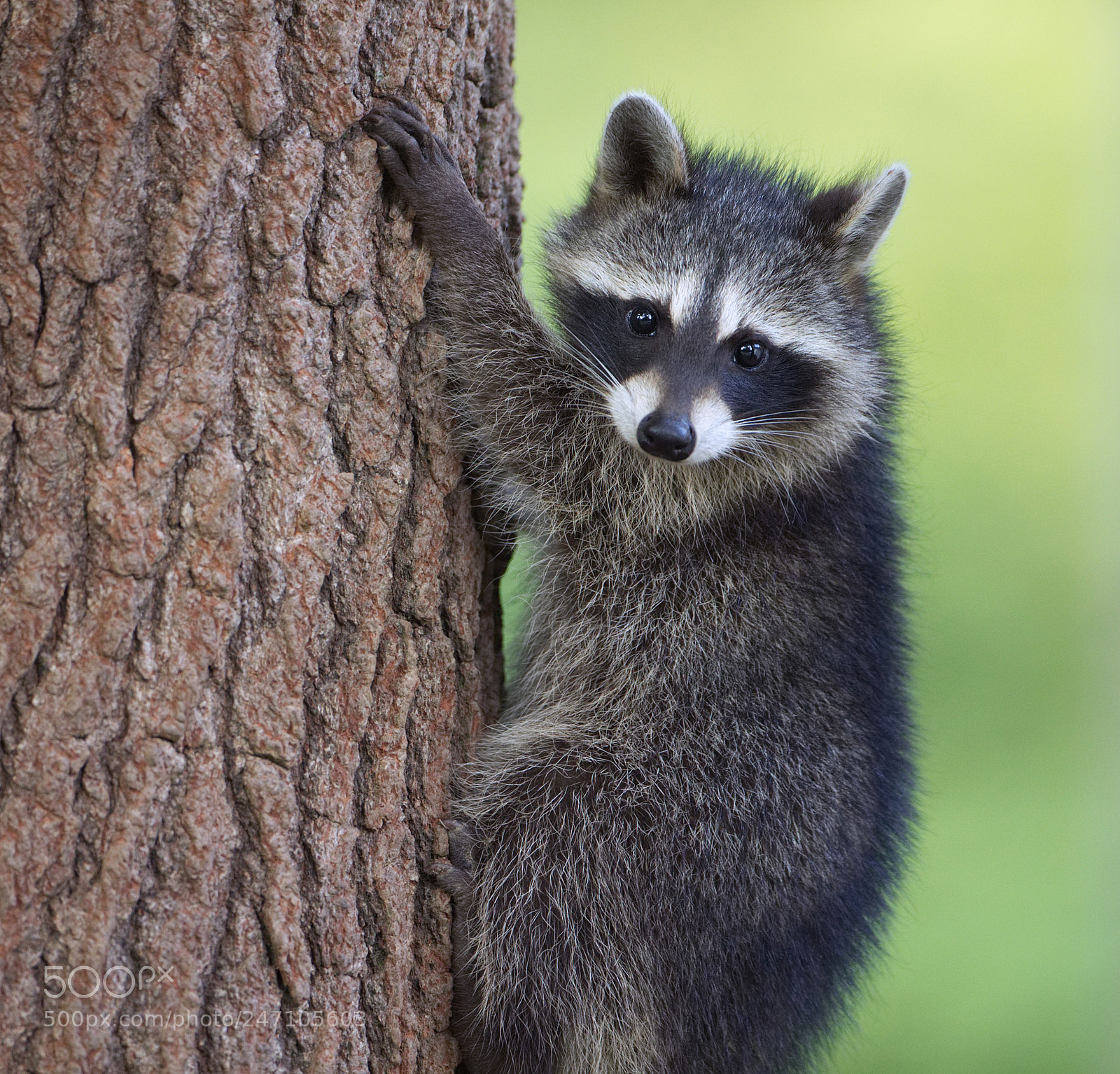 Canon EOS-1D X sample photo. Baby tree hugger photography