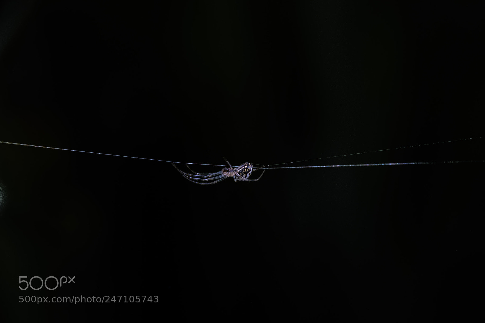 Fujifilm X-T2 sample photo. Juggler spider photography