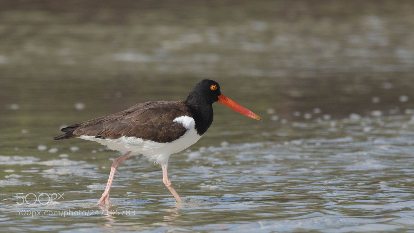 Canon EOS 5DS sample photo. American oystercatcher photography