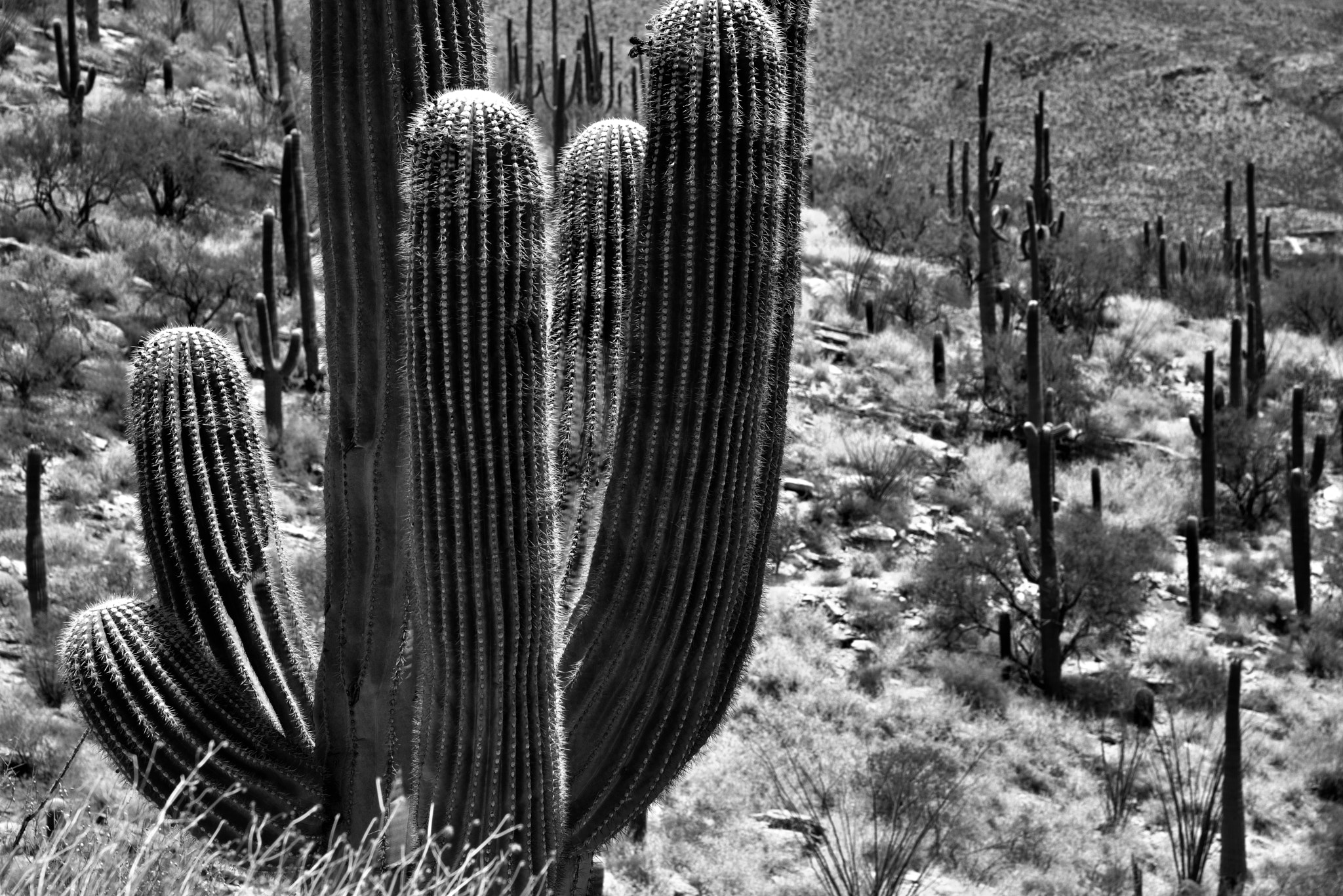 Nikon AF-S Nikkor 24-120mm F4G ED VR sample photo. Near and far (black & white) photography