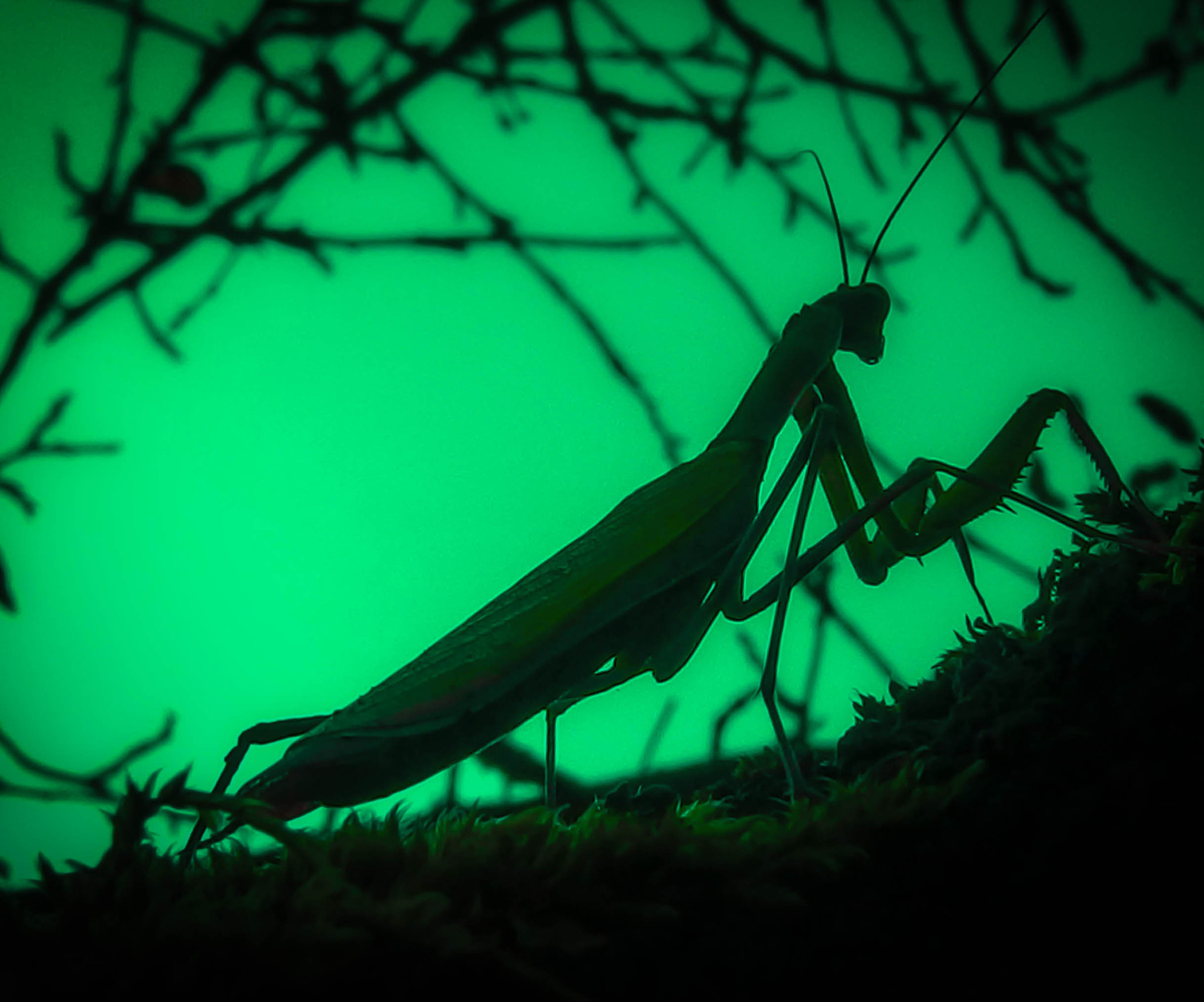 Olympus XZ-2 iHS sample photo. Mantis in the night photography