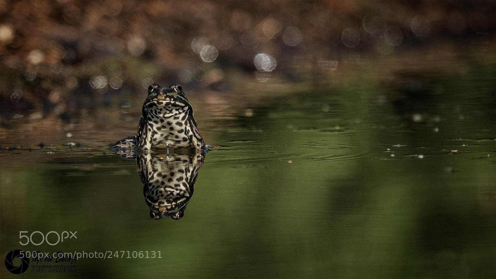 Canon EOS-1D Mark IV sample photo. Pelophylax ridibundus photography