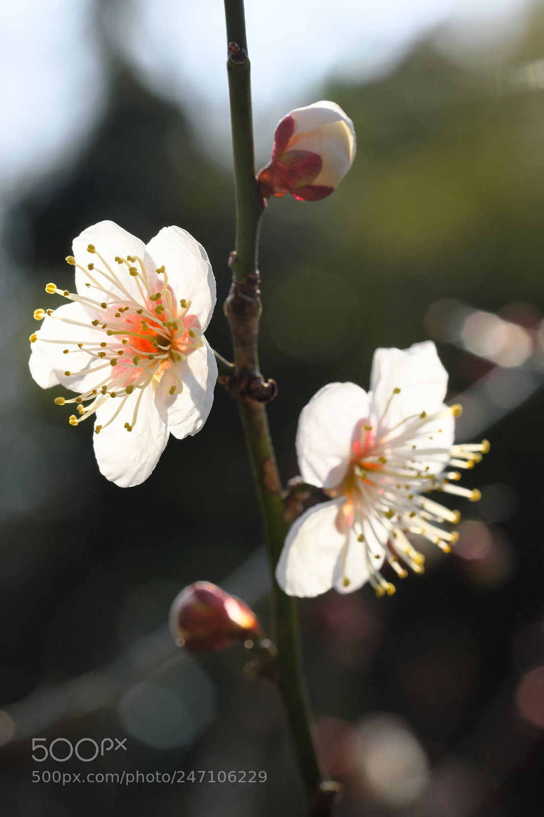 Fujifilm X-T2 sample photo. February white photography