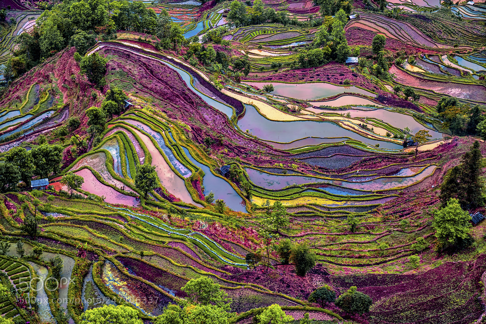 Sony a7R sample photo. Yuangyang rice terraces photography
