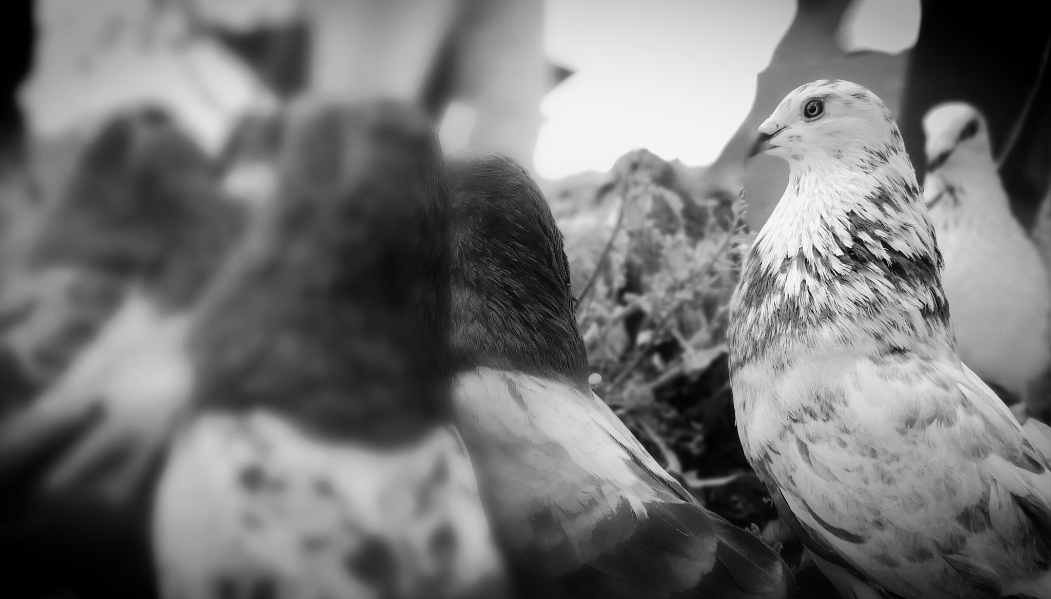 HUAWEI Mate 9 Pro sample photo. Pigeons photography