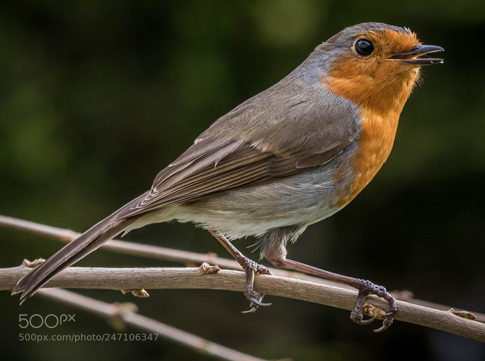 Canon EOS 80D sample photo. Robin on branch photography