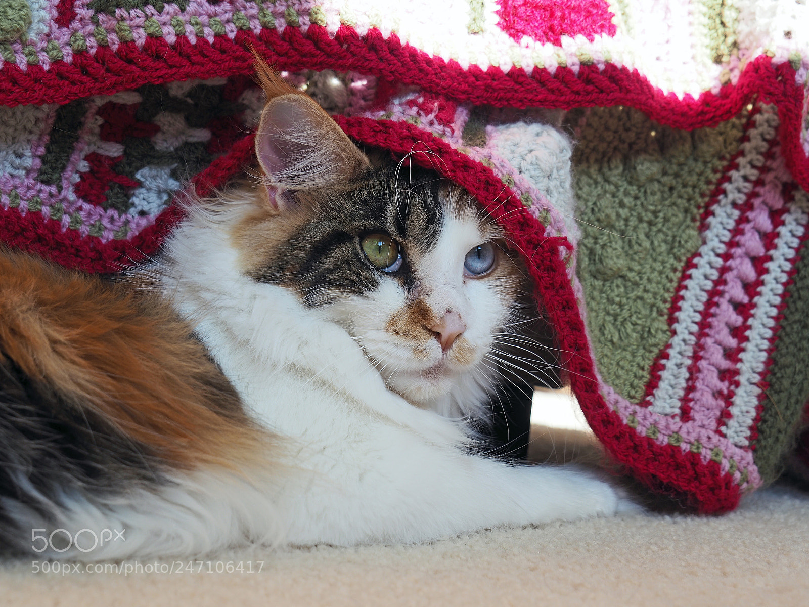 Olympus PEN-F sample photo. Birba, de maine coon photography