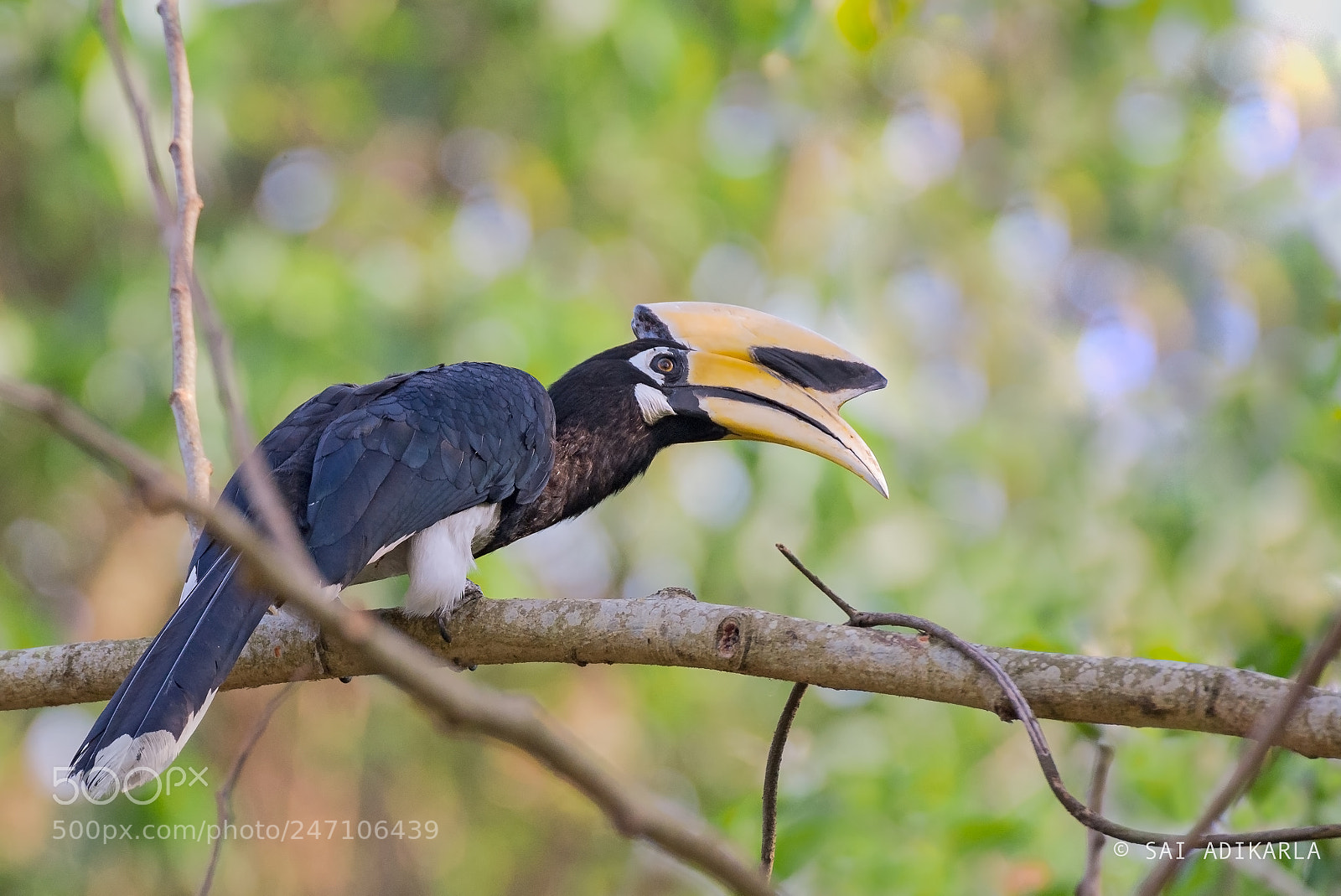 Nikon D600 sample photo. Oriental pied hornbill photography
