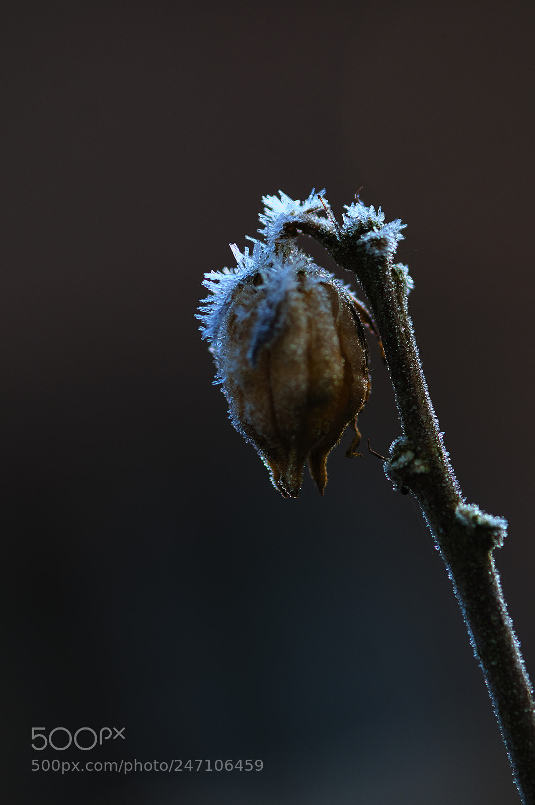 Nikon D300 sample photo. Frozen serie photography