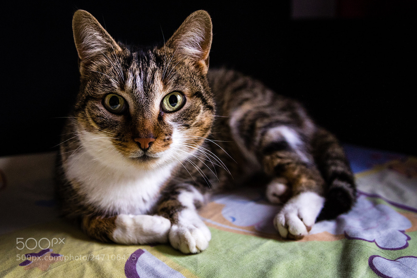 Canon EOS 7D Mark II sample photo. I see you photography