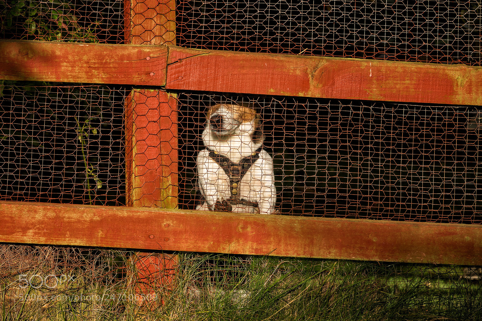 Sony Cyber-shot DSC-RX10 III sample photo. 'don't fence me in' photography