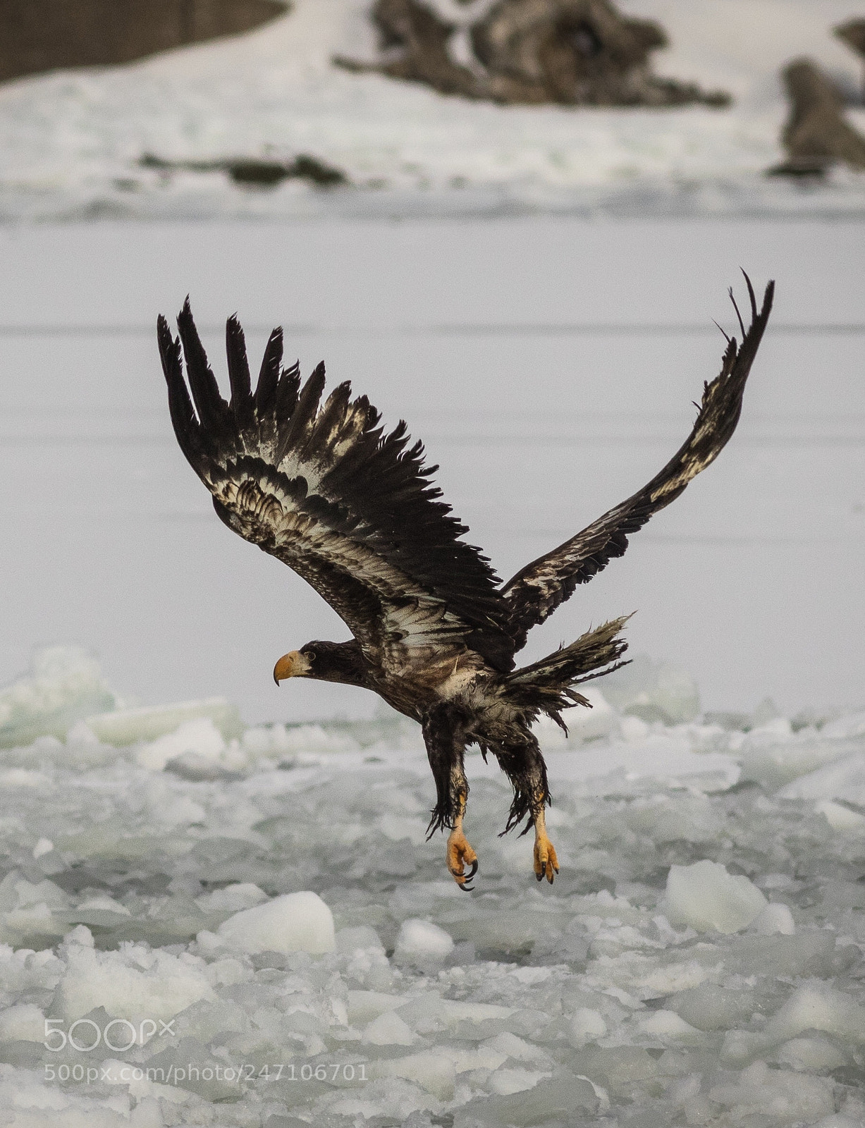 Canon EOS 7D Mark II sample photo. Juvenile steller sea eagle photography