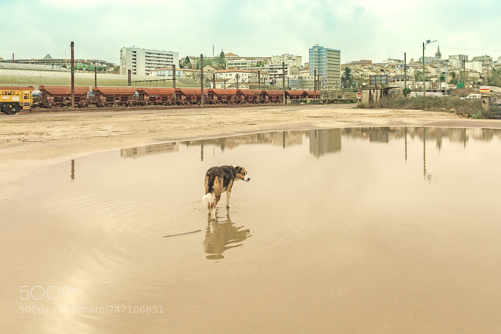 Canon EOS 7D sample photo. Chien de traine eau photography