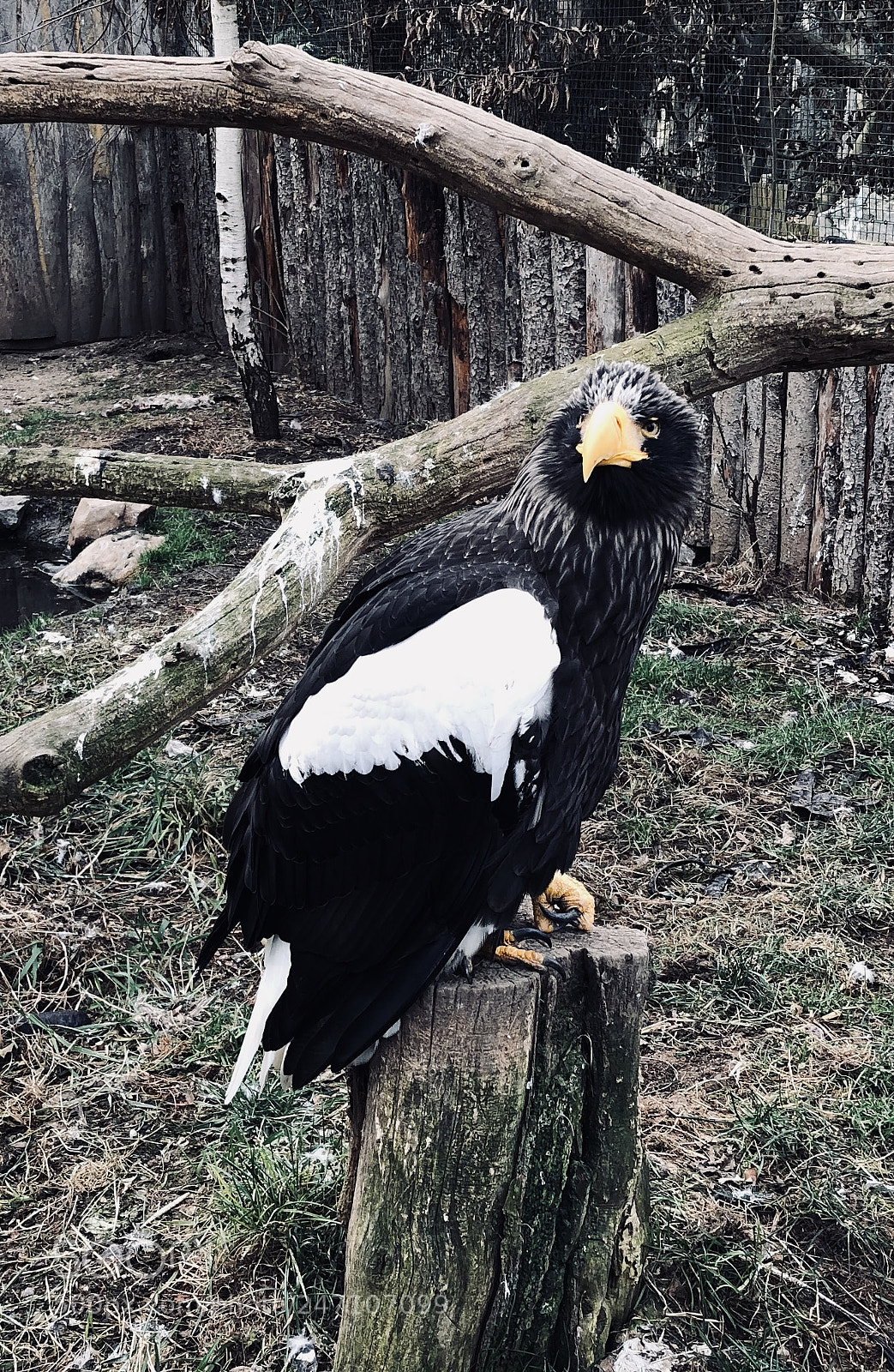 Apple iPhone 8 sample photo. Sea eagle at prague photography