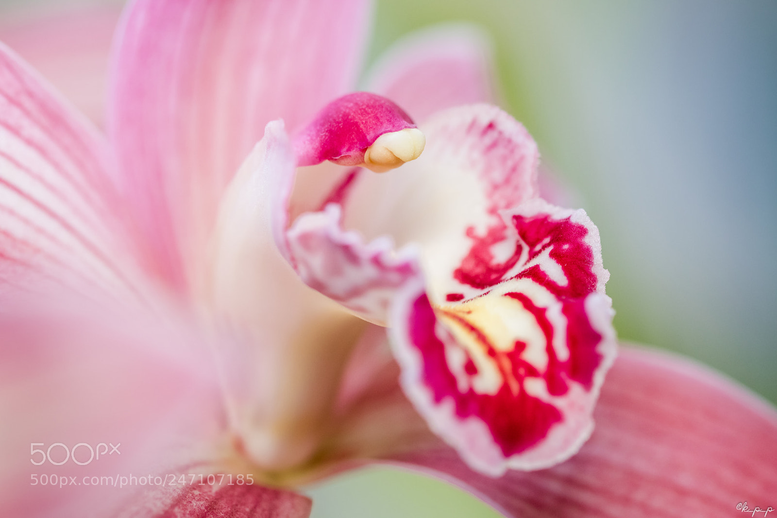Canon EOS 80D sample photo. Cymbidium photography
