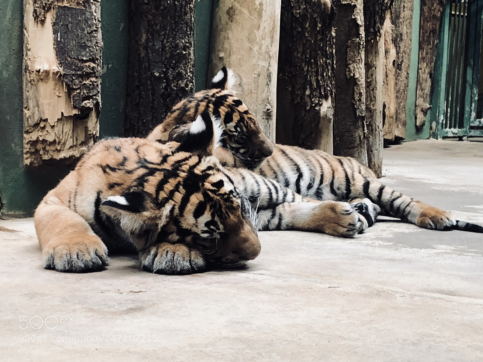 Apple iPhone 8 sample photo. Tiger cubs asleep at photography